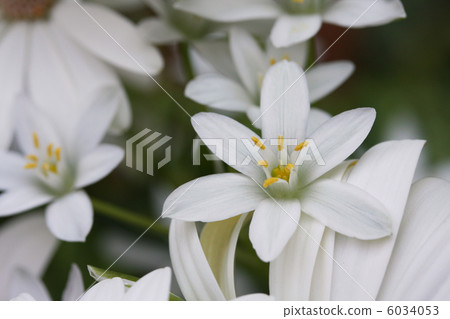 Onisogaramu 6034053