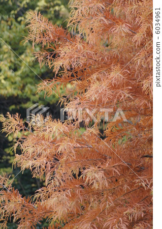 Raku leaves autumn leaves Raku leaves autumn leaves 6034961