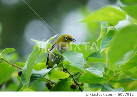 I am aiming for a girl who began to like eye color. I am aiming for a girl who began to like eye color. 6037912