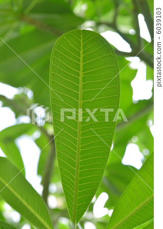 大葉子 6039103