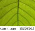 Through the leaves 6039398