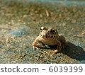 Temporarily frog 6039399