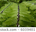 Arranging Drops 6039401