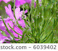 Drop and primrose 6039402