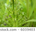 Droplet tree 6039403