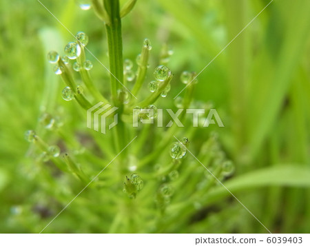 Droplet tree Droplet tree 6039403