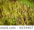 Drop and moss 6039407