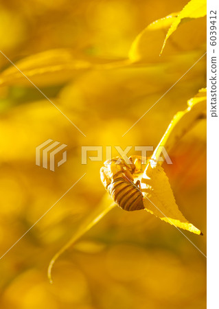Autumnal leaves maple and crab shell 6039412