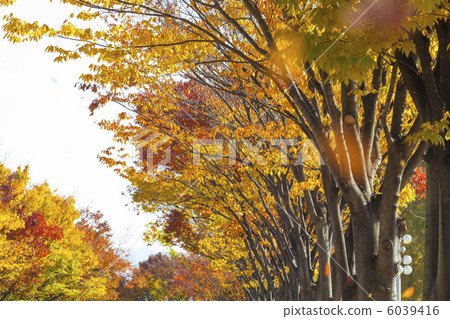 Zelkova of autumn leaves 6039416