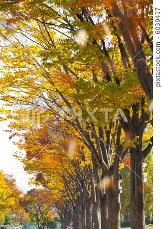 Zelkova of autumn leaves 6039417