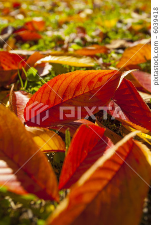 Fallen leaves 6039418