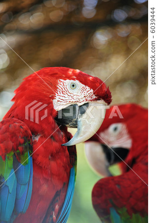 Scarlet macaw 6039444