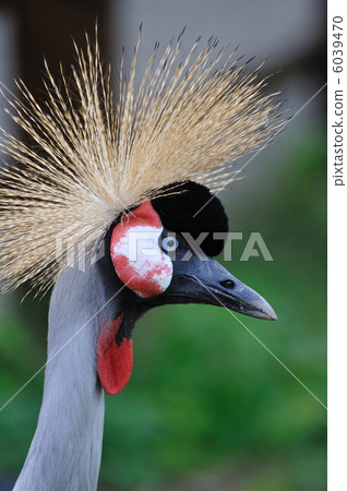 White-crowned crane 6039470