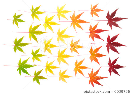 楓葉的分級排列 6039736
