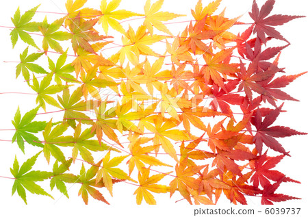 楓葉的分級排列 6039737