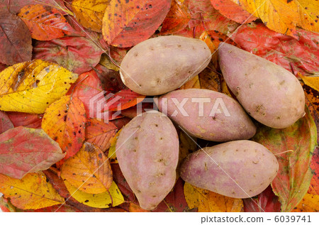 Sweet potatoes on fallen leaves 6039741