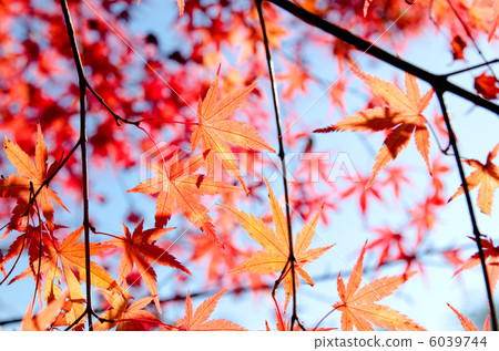 Ilocated楓樹秋葉 6039744