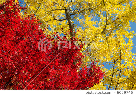 槭樹秋葉與銀杏樹的黃色葉子後面的 6039746