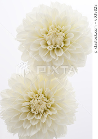 Dahlia 6039828