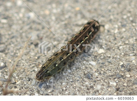 Larva of Spodoptera litura 01 6039863
