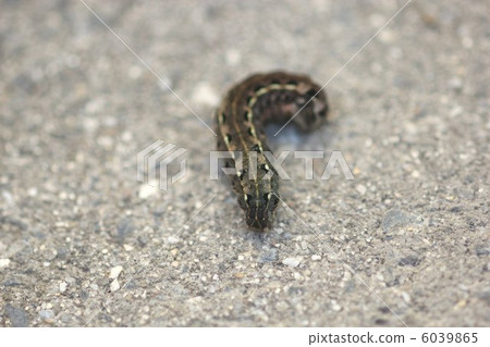 Larva of Spodoptera litura 03 6039865