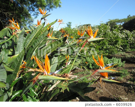 Cherry blossoms South Africa Cape Town 6039926