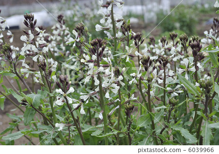 Arugula flowers 6039966