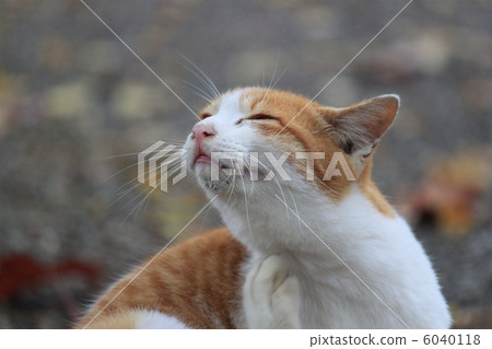貓 6040118
