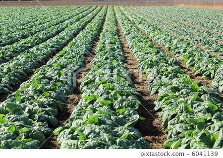 Chijimi spear field 6041139