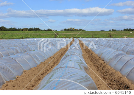 Mulching of burdock fields 6041140
