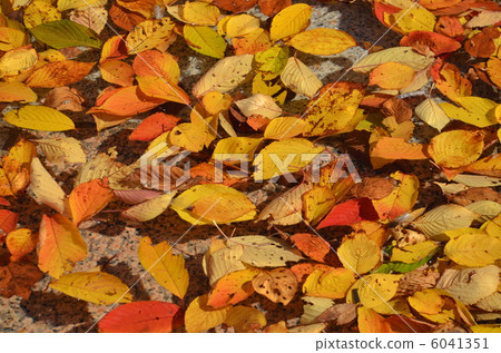 Fallen leaves Fallen leaves 6041351