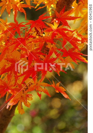 秋天的樹葉 秋天的樹葉 6041968