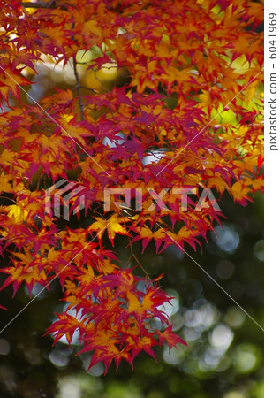 秋天的樹葉 秋天的樹葉 6041969
