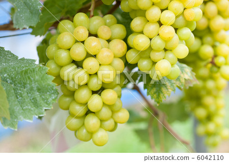 在田野裡種植的Shine Muscat 在田野裡種植的Shine Muscat 6042110