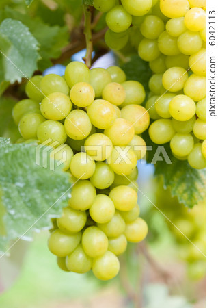 在田野裡種植的Shine Muscat 6042113