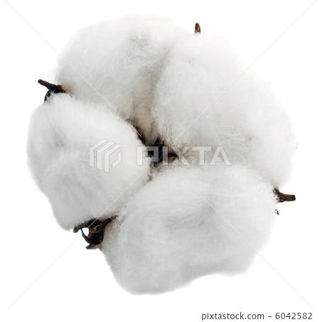 Cotton 6042582