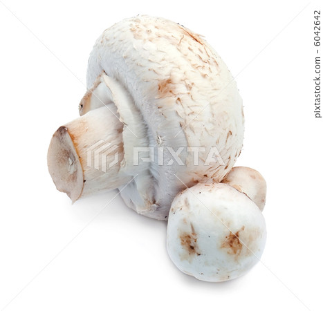 Champignons on white 6042642
