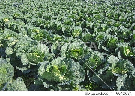 Large scale cultivation of cabbage field cabbage 6042684