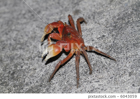 Benkei crab (from Iriomotejima) 1 Benkei crab (from Iriomotejima) 1 6043059