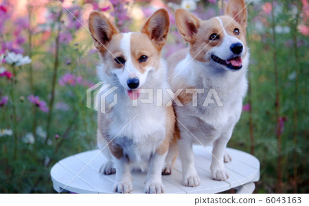 柯基犬 柯基犬 6043163