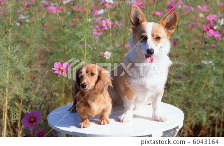 鮮花和小羊羔和微型dachs 6043164