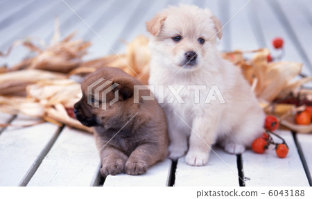 Puppy playing with white deck Puppy playing with white deck 6043188