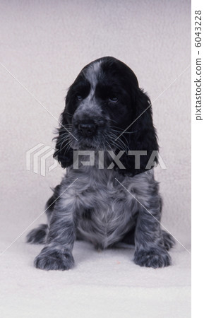 Bathaid Hound 6043228