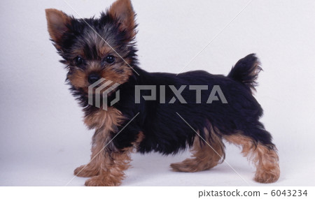 Yorkshire terrier Yorkshire terrier 6043234