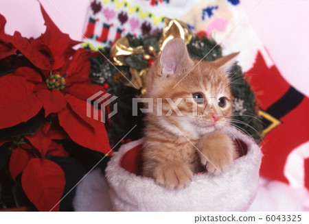 Christmas image of kitten 6043325