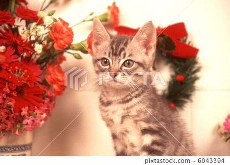 Christmas image of kitten Christmas image of kitten 6043394