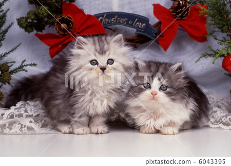 Christmas image of kitten Christmas image of kitten 6043395