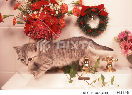 Christmas image of kitten Christmas image of kitten 6043396
