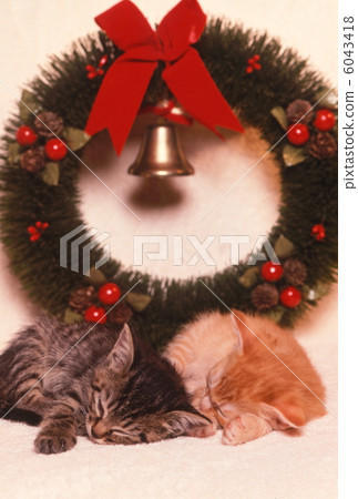 Christmas image of kitten Christmas image of kitten 6043418