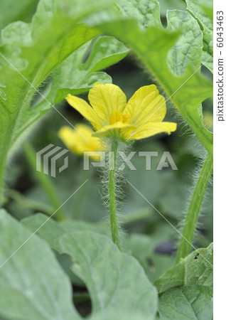 Watermelon Flower 6043463